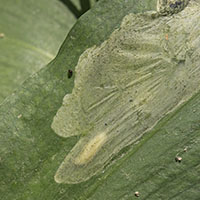 Cheilosia fasciata